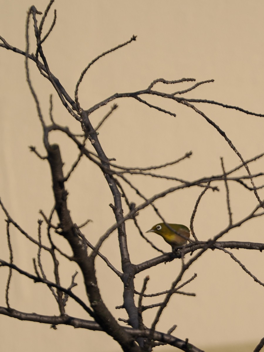 Anteojitos Japonés - ML644578793