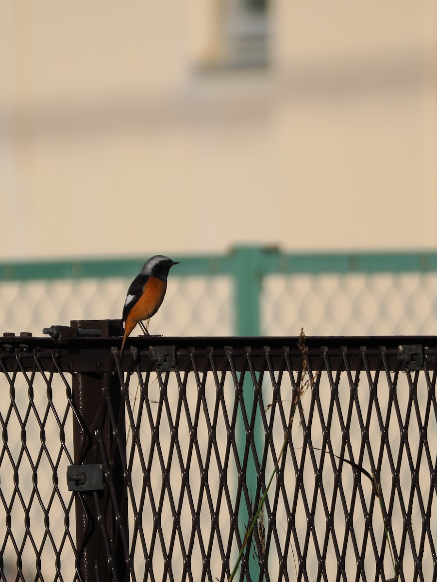 Colirrojo Dáurico - ML644578795