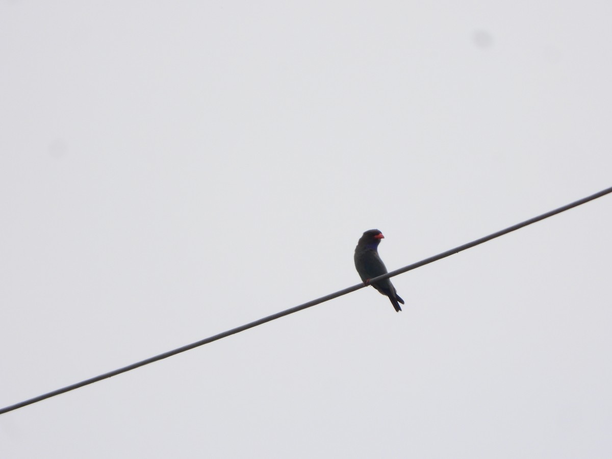 Carraca Oriental - ML644578796