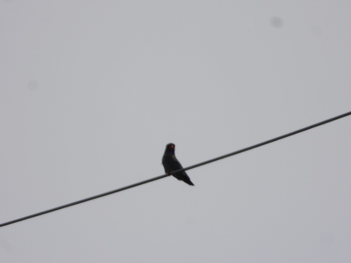 Carraca Oriental - ML644578797