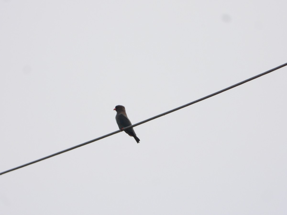 Carraca Oriental - ML644578798