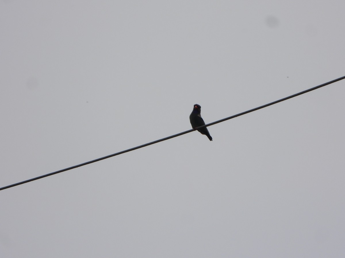 Carraca Oriental - ML644578799