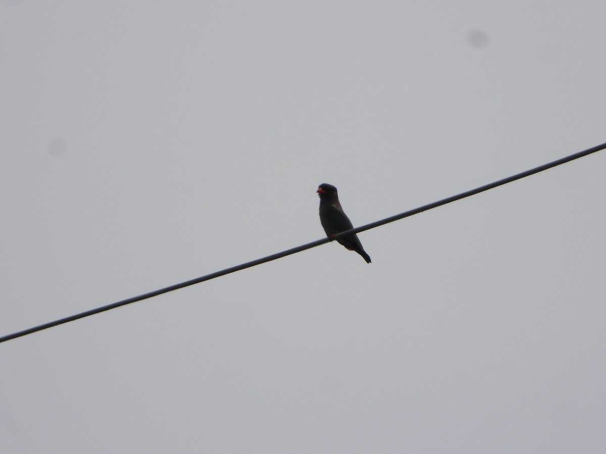 Carraca Oriental - ML644578800