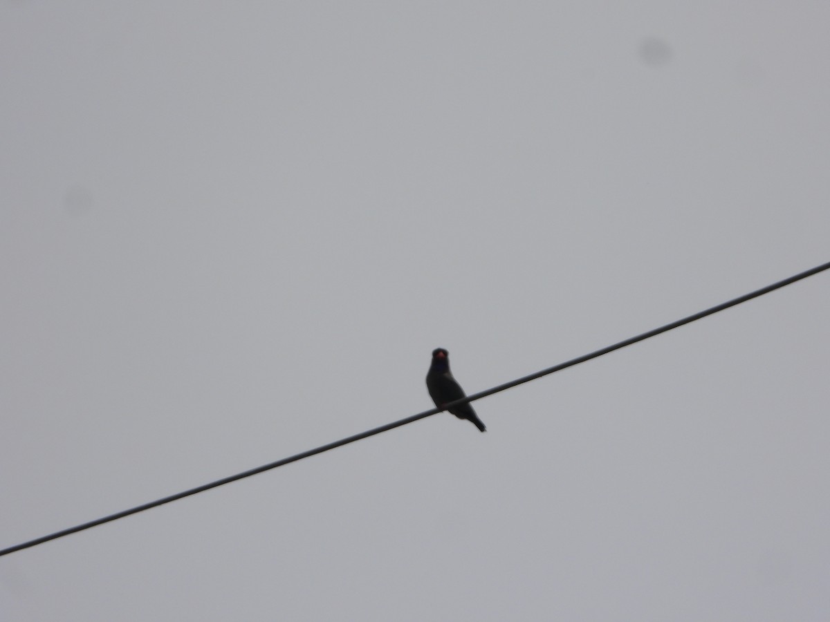 Carraca Oriental - ML644578801