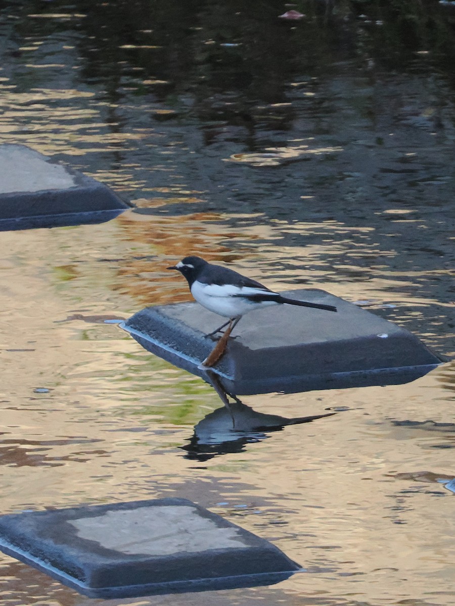 Lavandera Japonesa - ML644578806