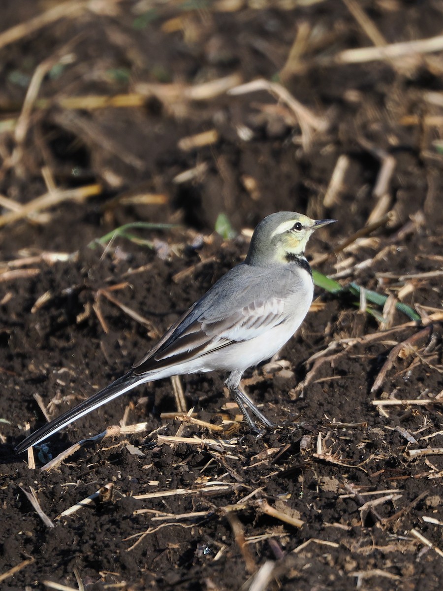 Lavandera Blanca - ML644578807