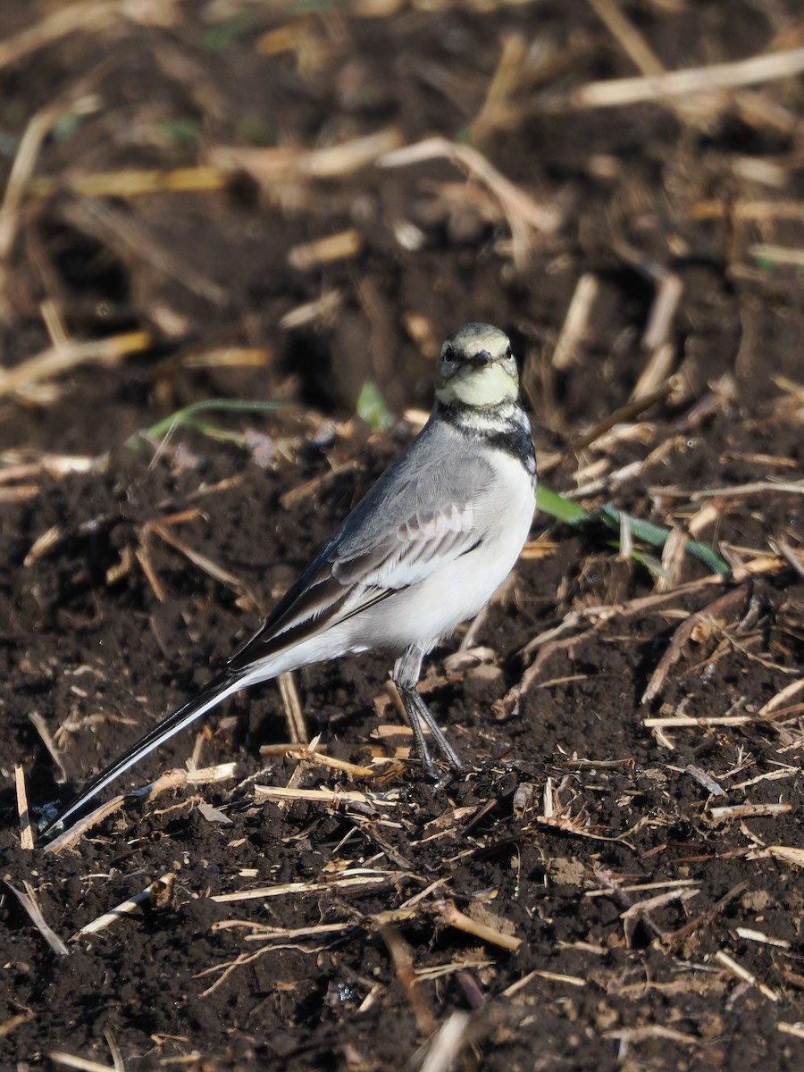 Lavandera Blanca - ML644578808