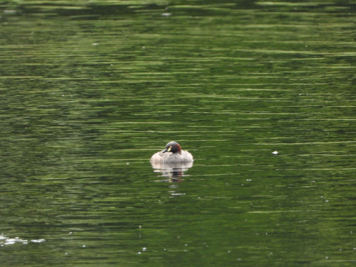 Zampullín Australiano - ML644578809