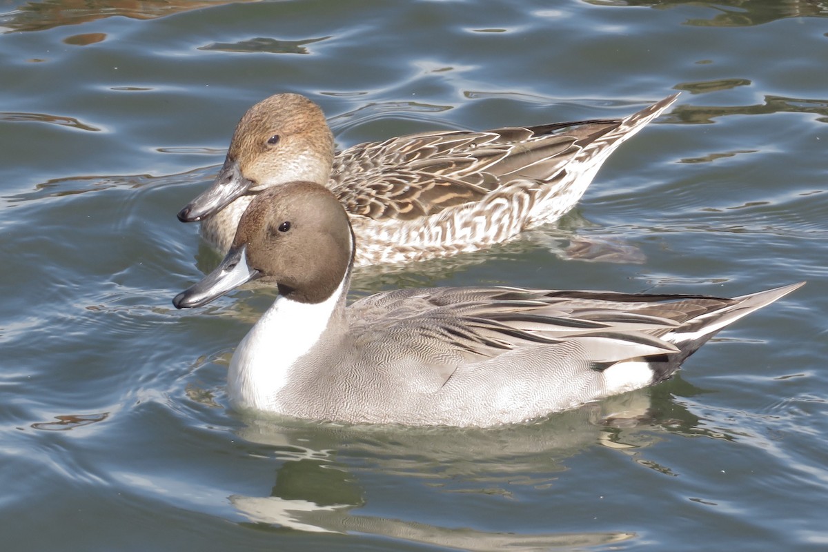 Ánade Rabudo - ML644578810