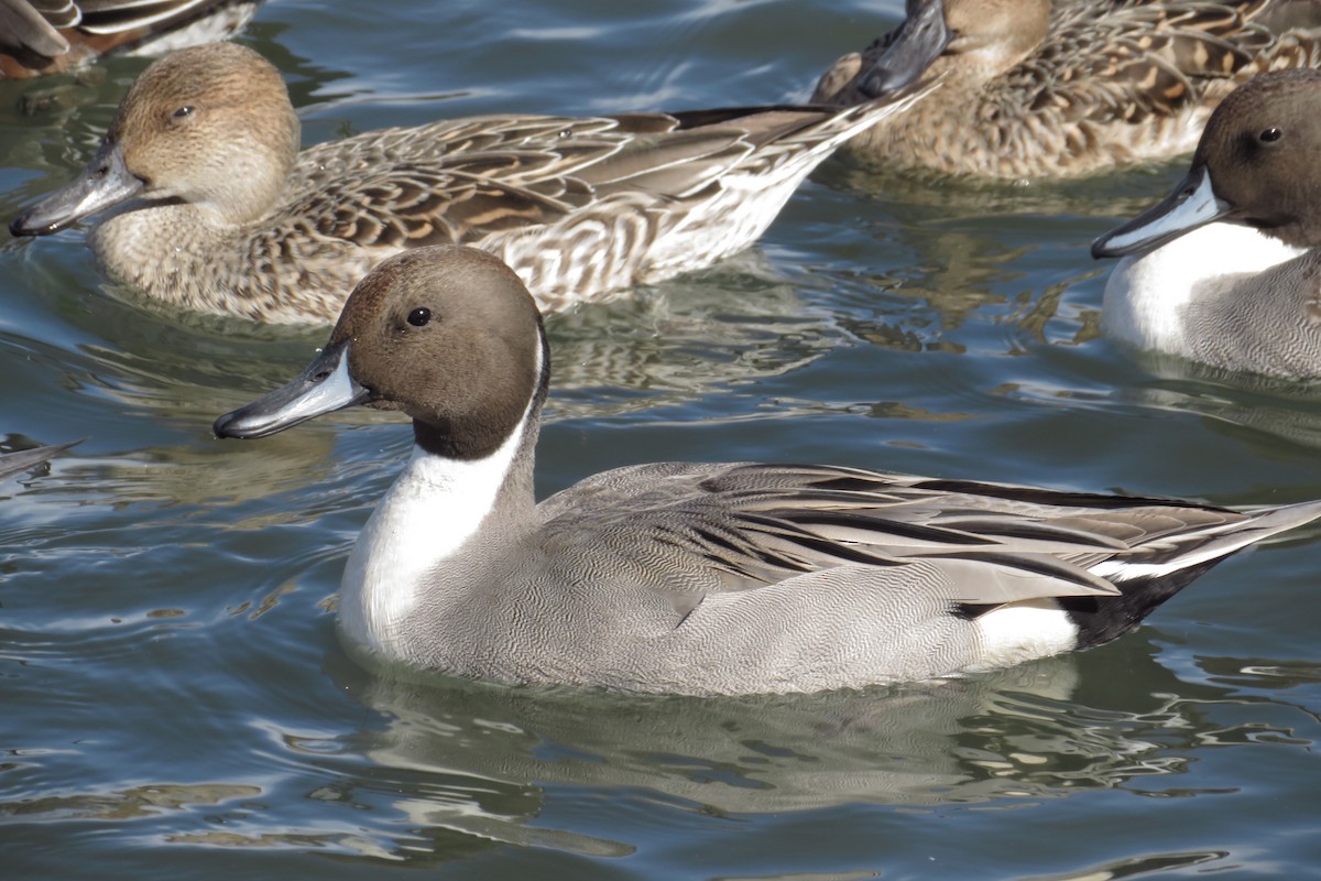 Ánade Rabudo - ML644578811