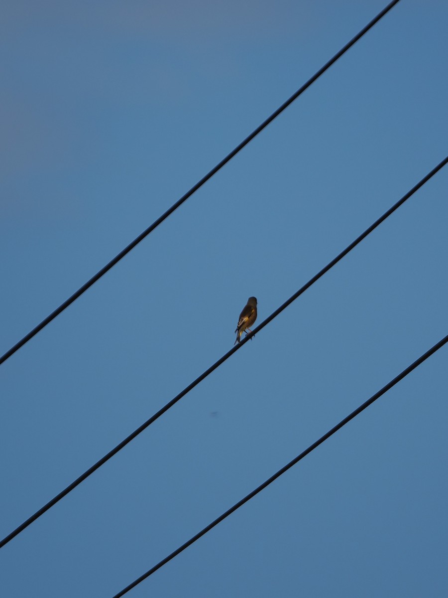 Verderón Chino - ML644578813