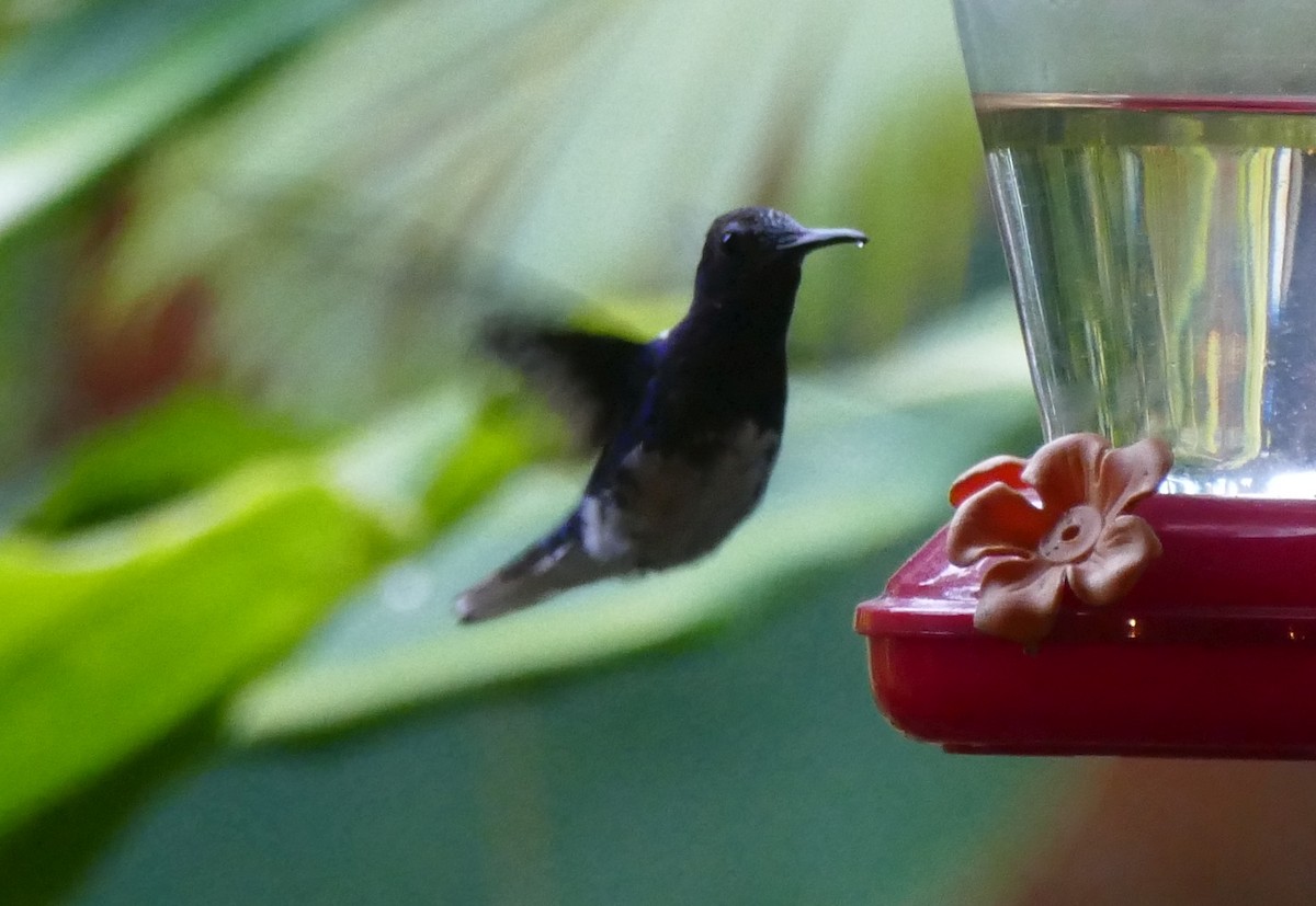 Ánade Gargantillo - ML644578816