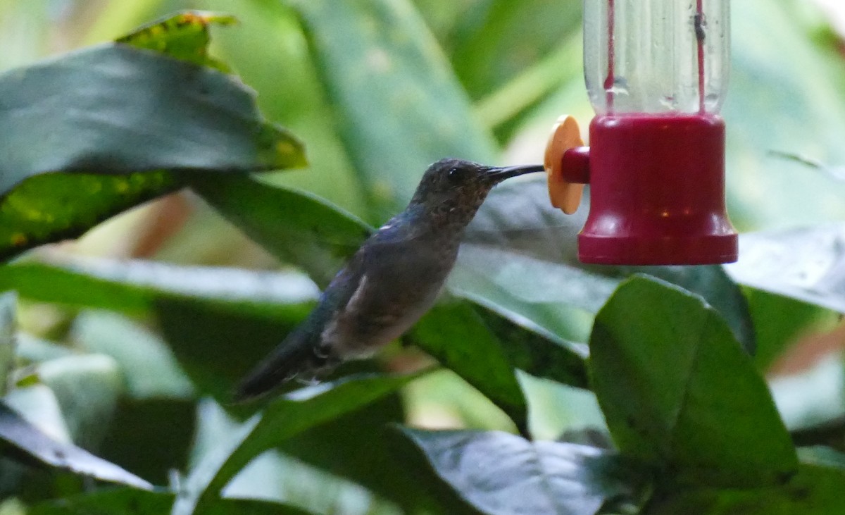 Ánade Gargantillo - ML644578817