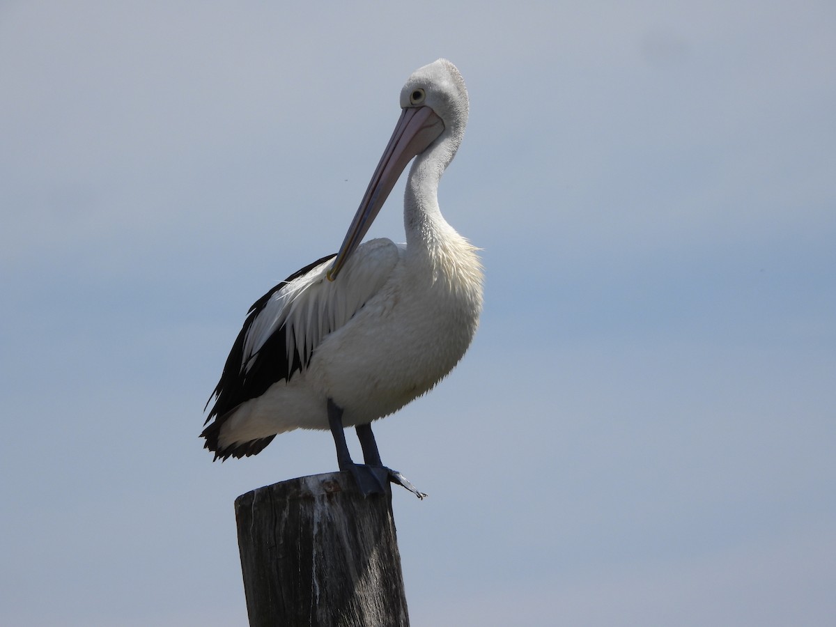 australiapelikan - ML644578831