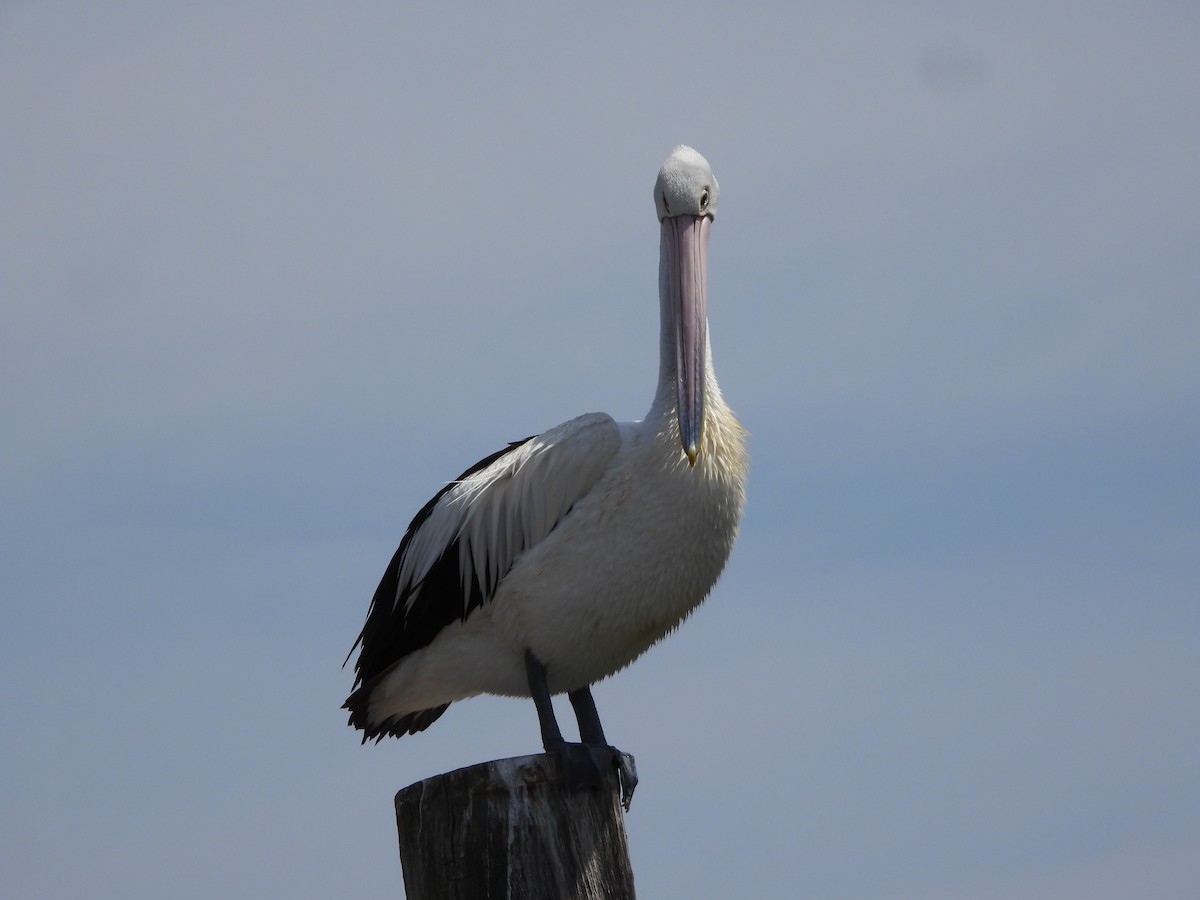 australiapelikan - ML644578832