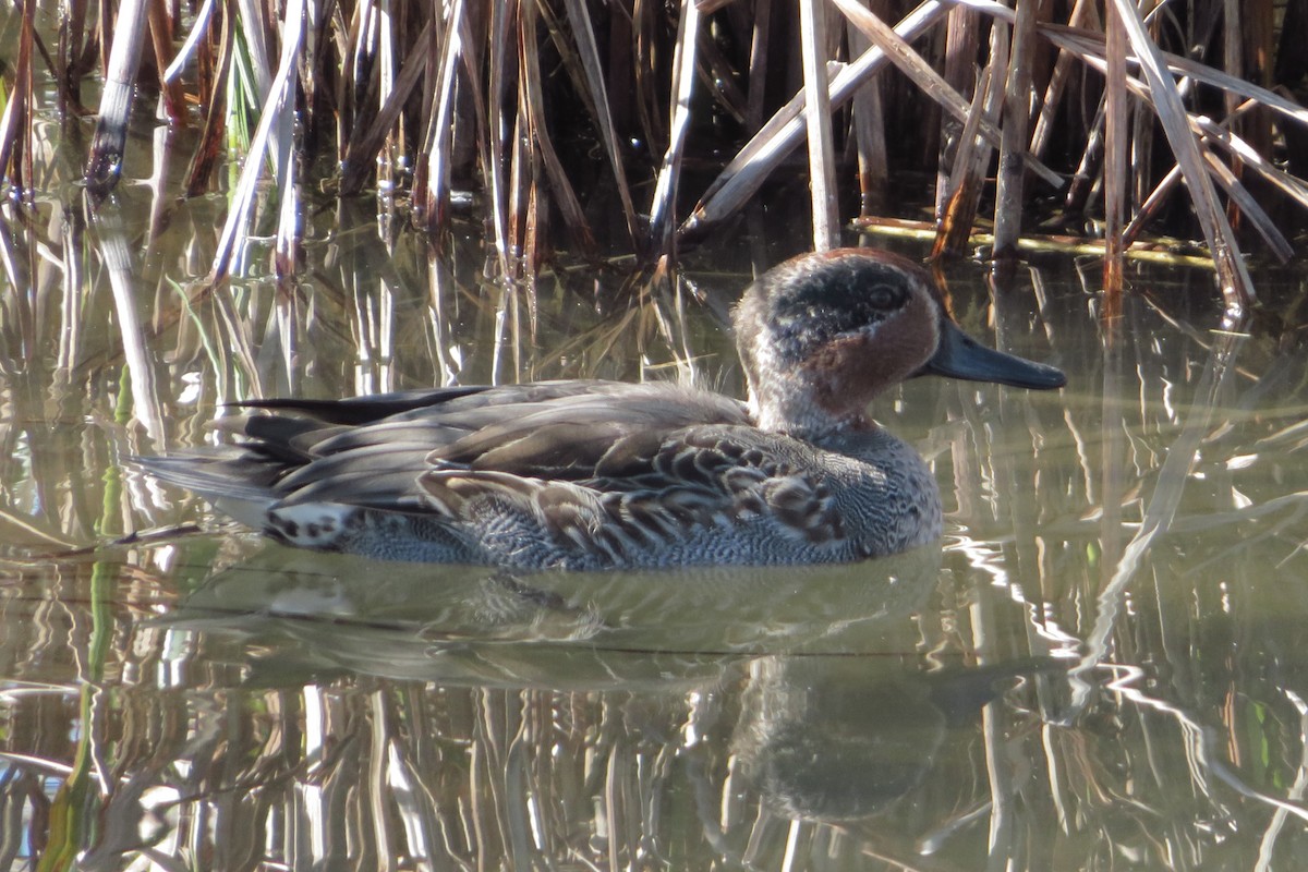 Green-winged Teal - ML644578841