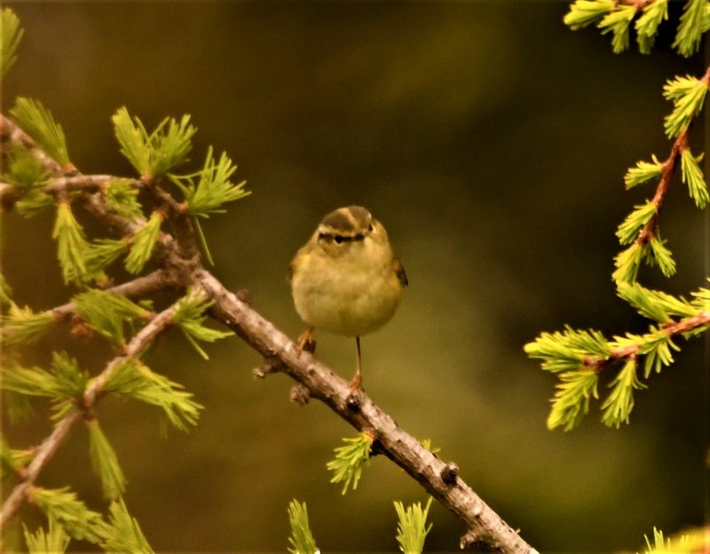 チャバネムシクイ - ML644578844