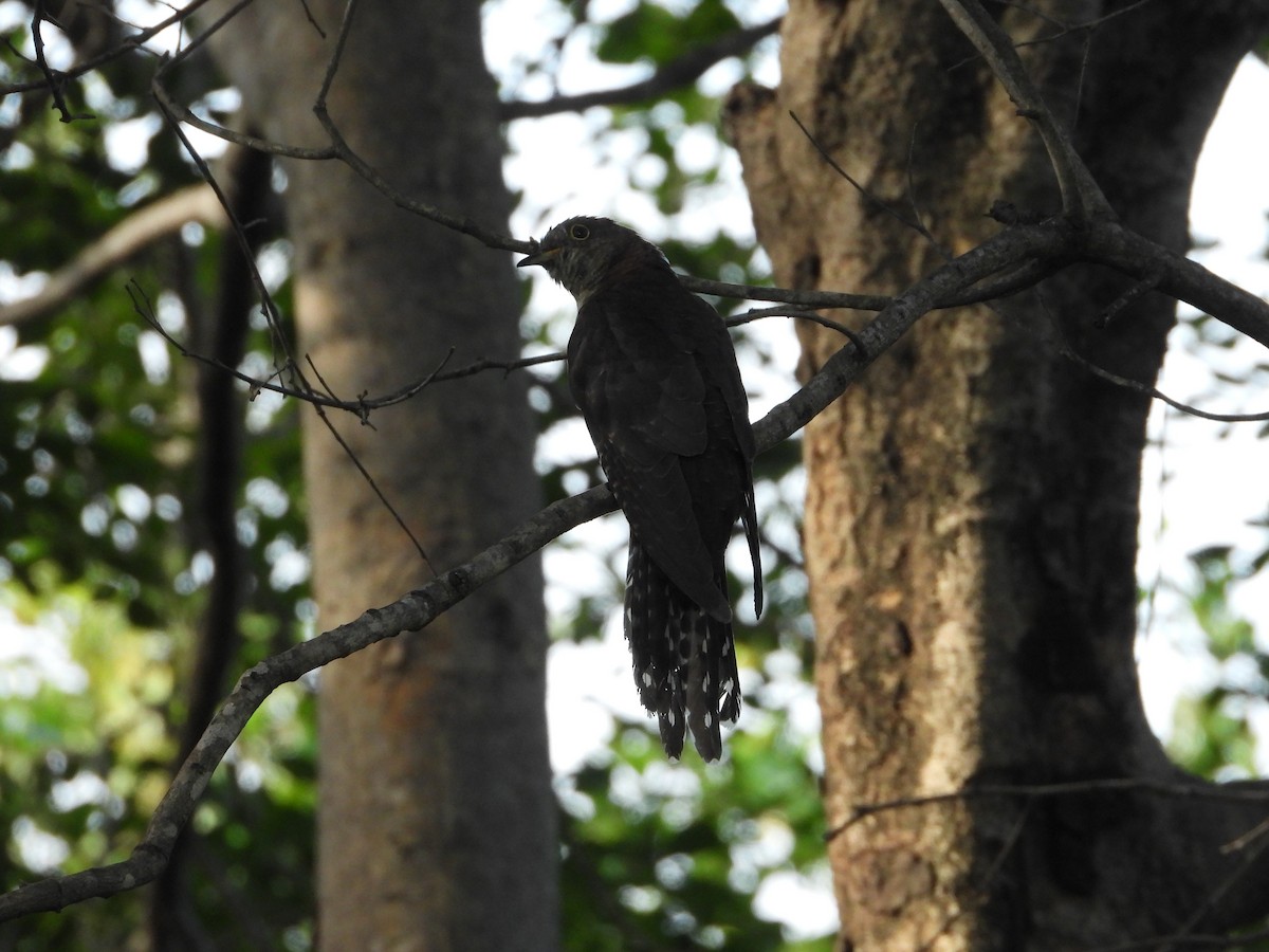 Lesser Cuckoo - ML644578846