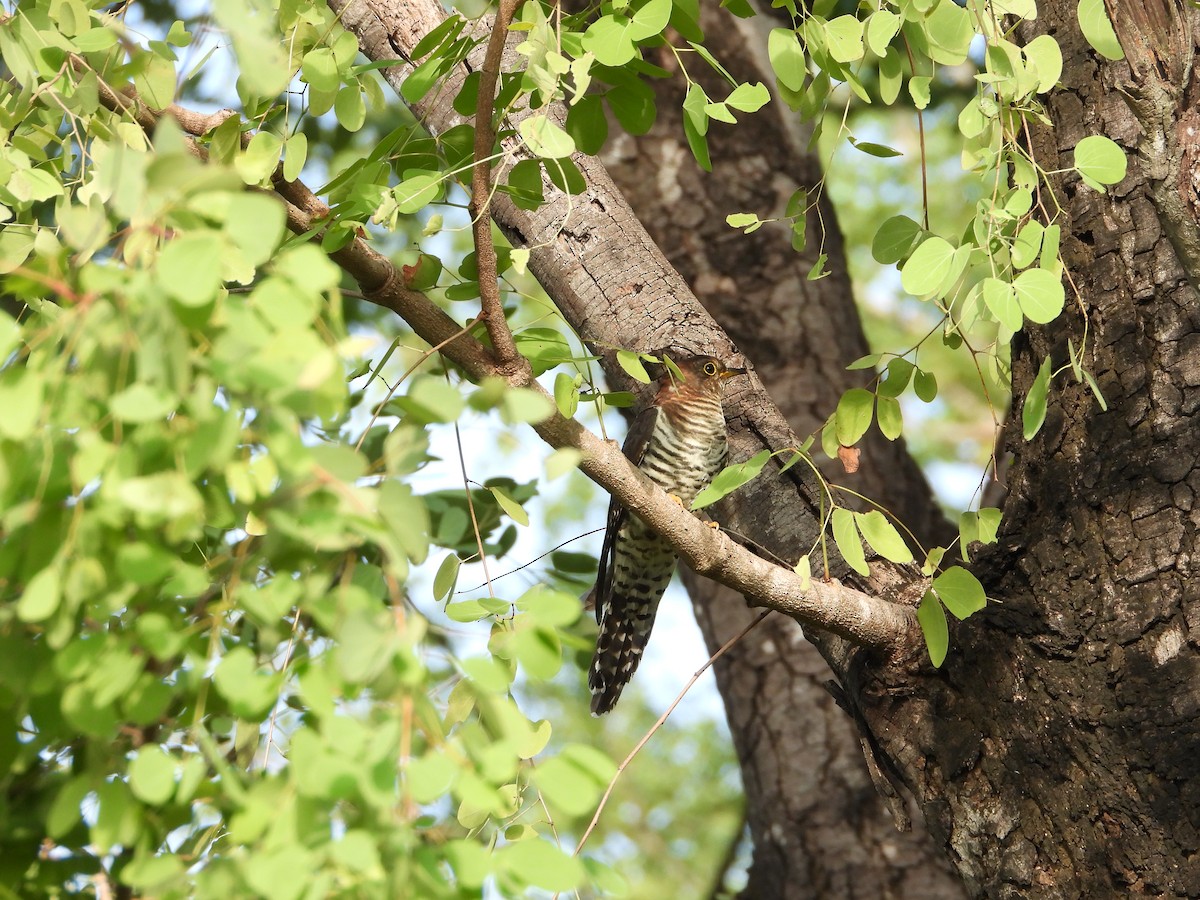Lesser Cuckoo - ML644578847