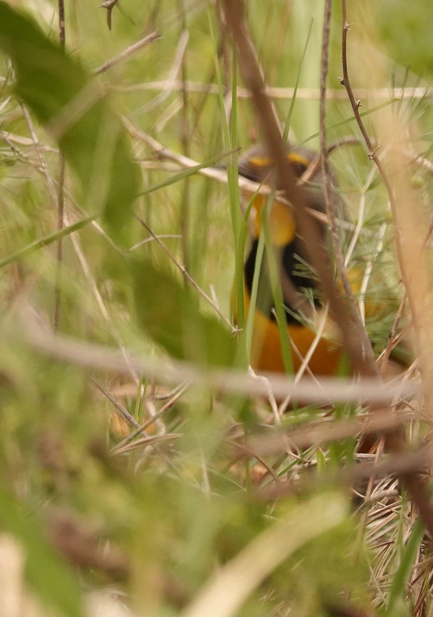 Bokmakierie - ML644578848