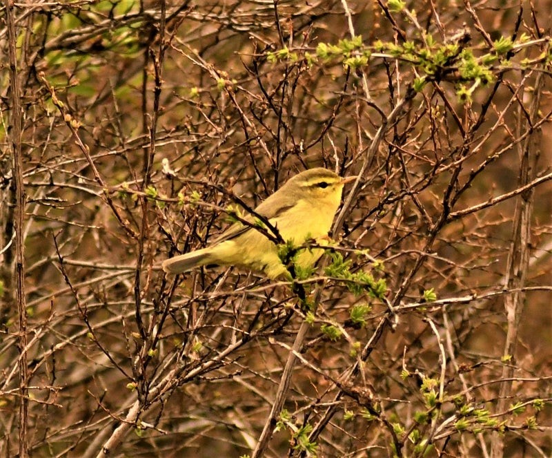 Tickell Çıvgını - ML644578849