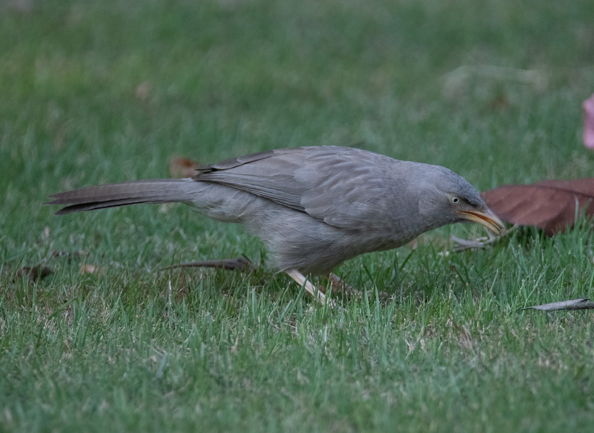 Dschungeldrosselhäherling - ML644578850