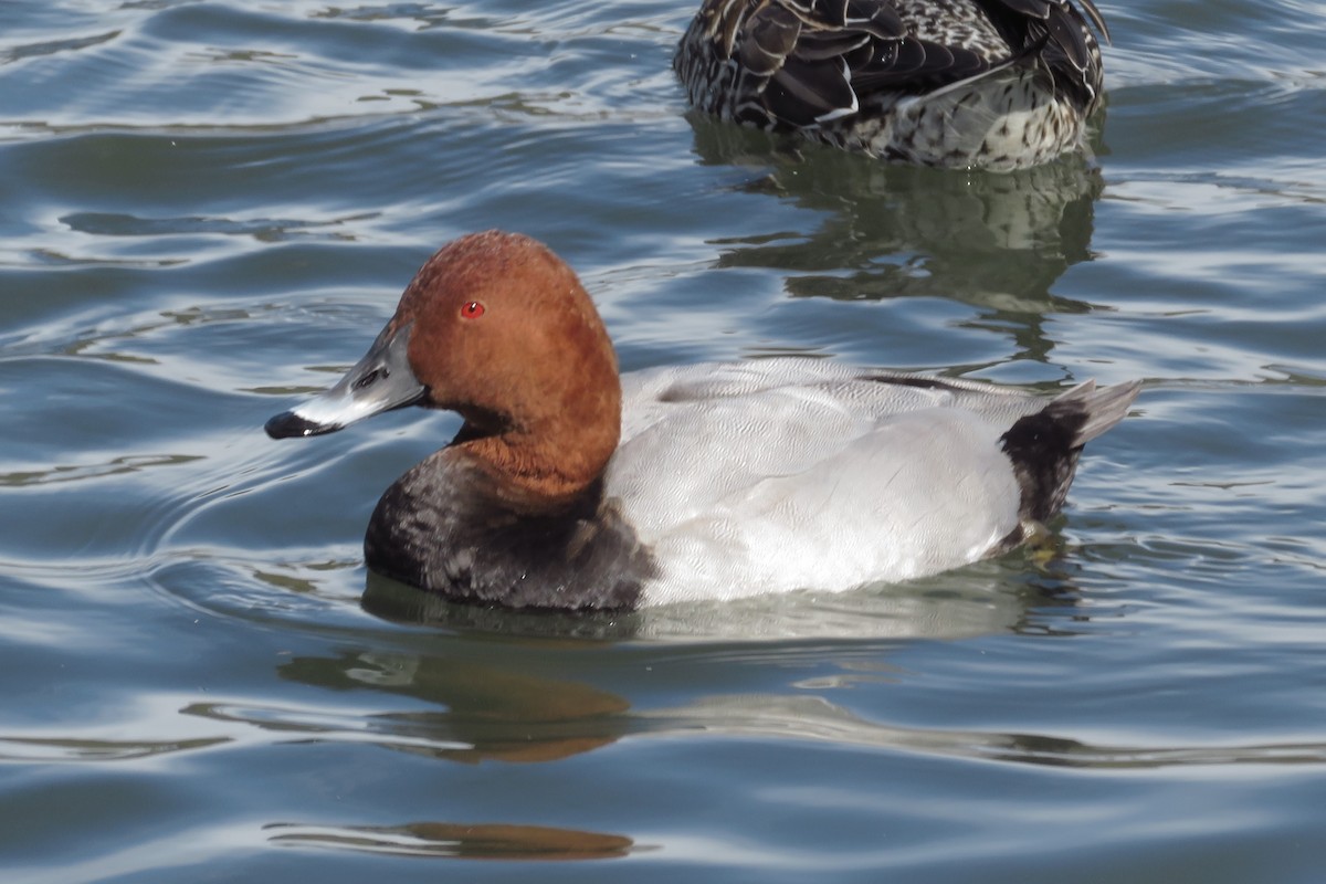 Common Pochard - ML644578851