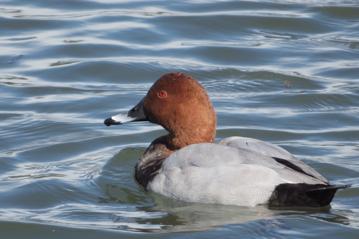 Common Pochard - ML644578852