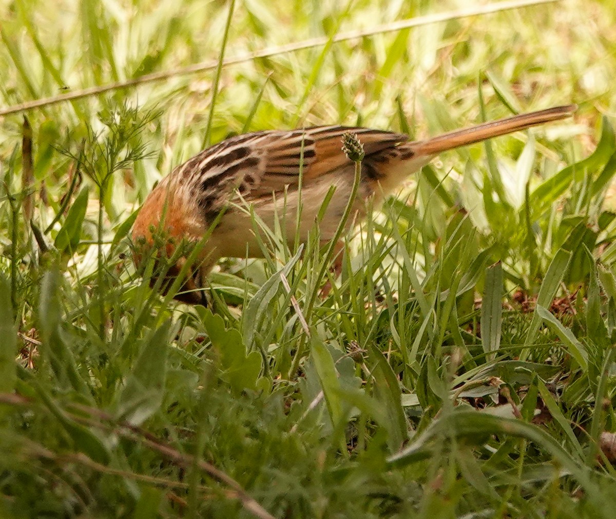 Levaillant's Cisticola - ML644578860