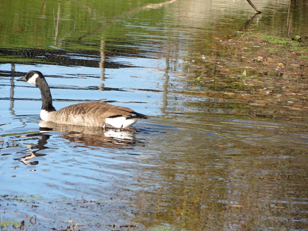 Canada Goose - ML644578861