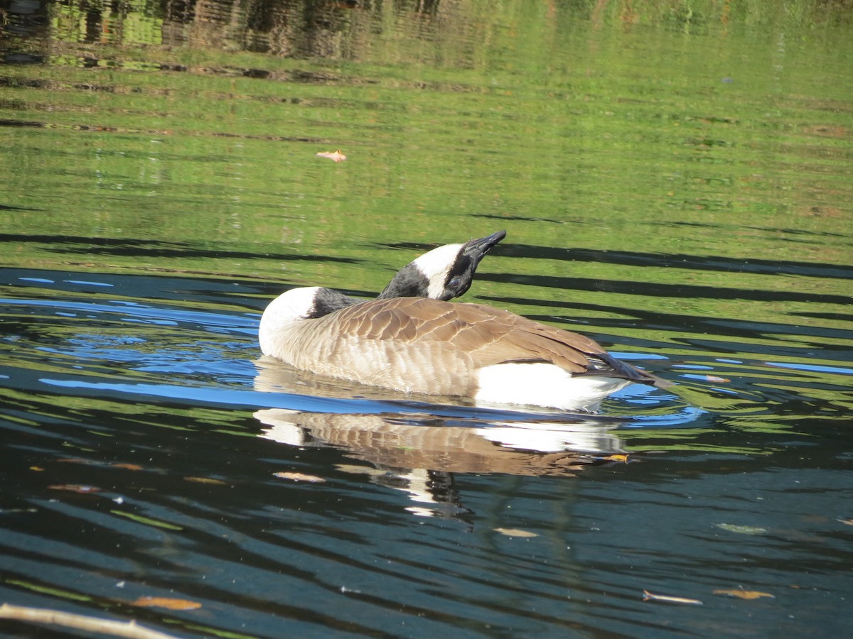 Canada Goose - ML644578864