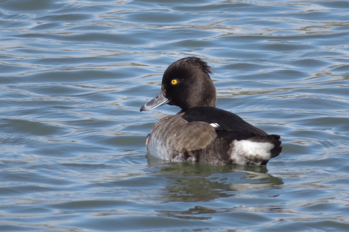 Tufted Duck - ML644578866