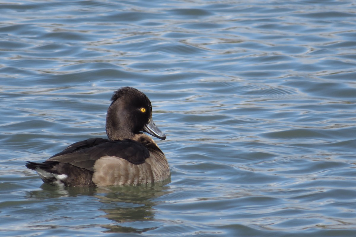 Tufted Duck - ML644578868