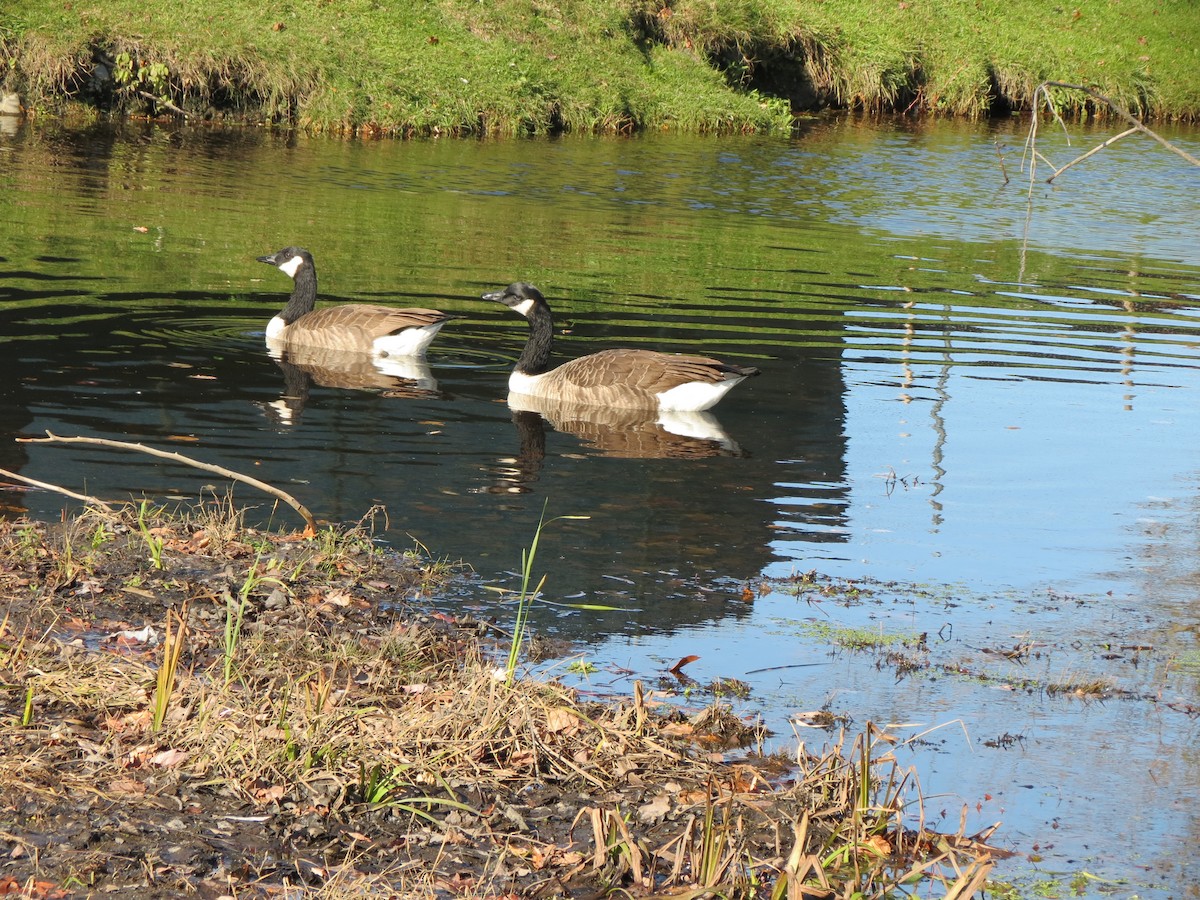 Canada Goose - ML644578869
