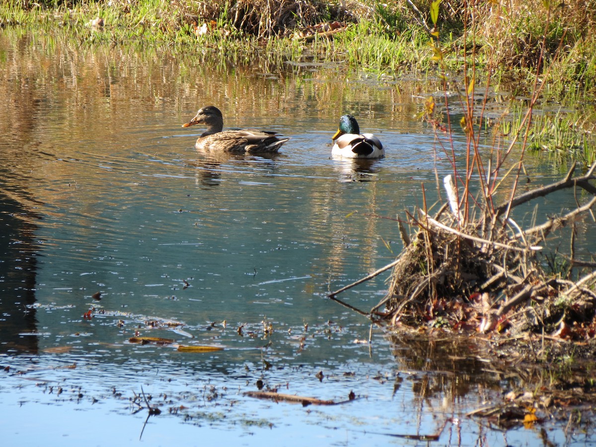 Mallard - ML644578872