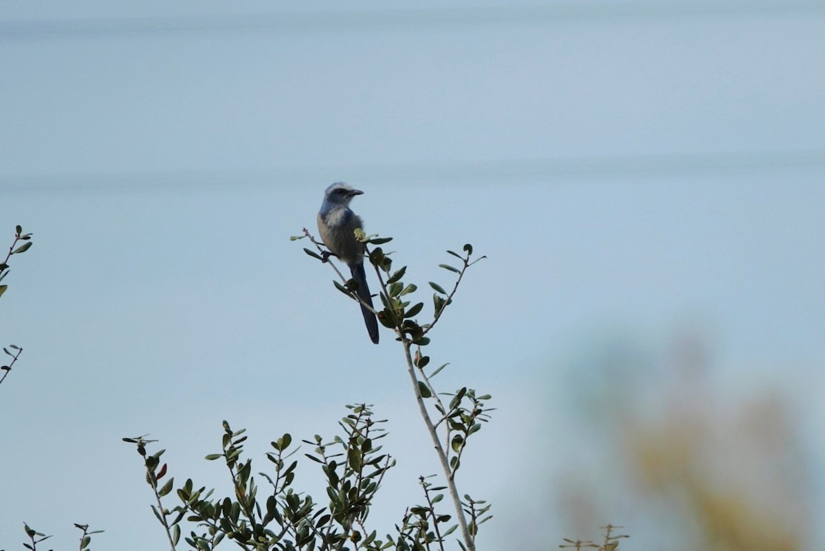 Florida Scrub-Jay - ML644578873