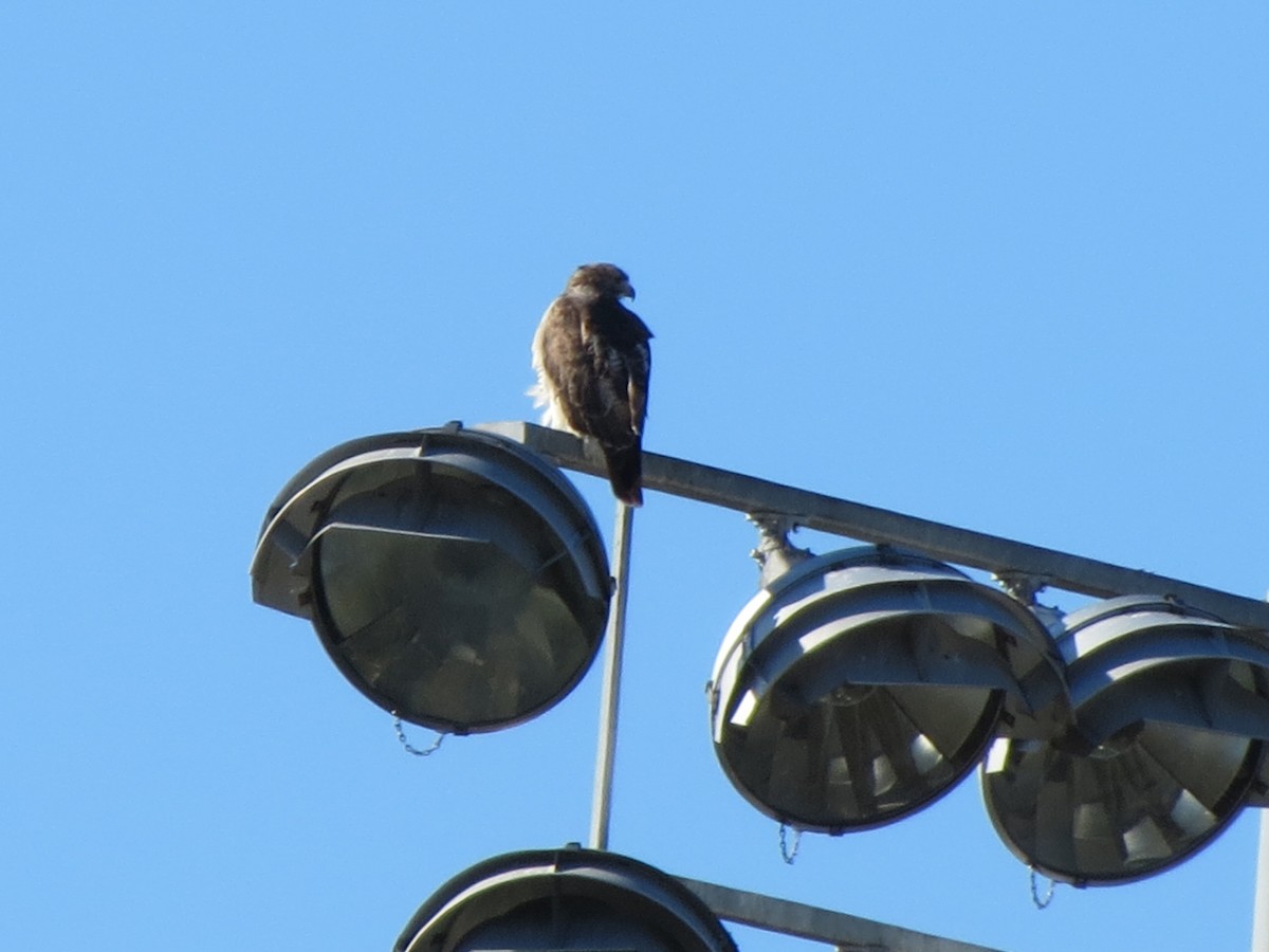 Busardo Colirrojo - ML644578874