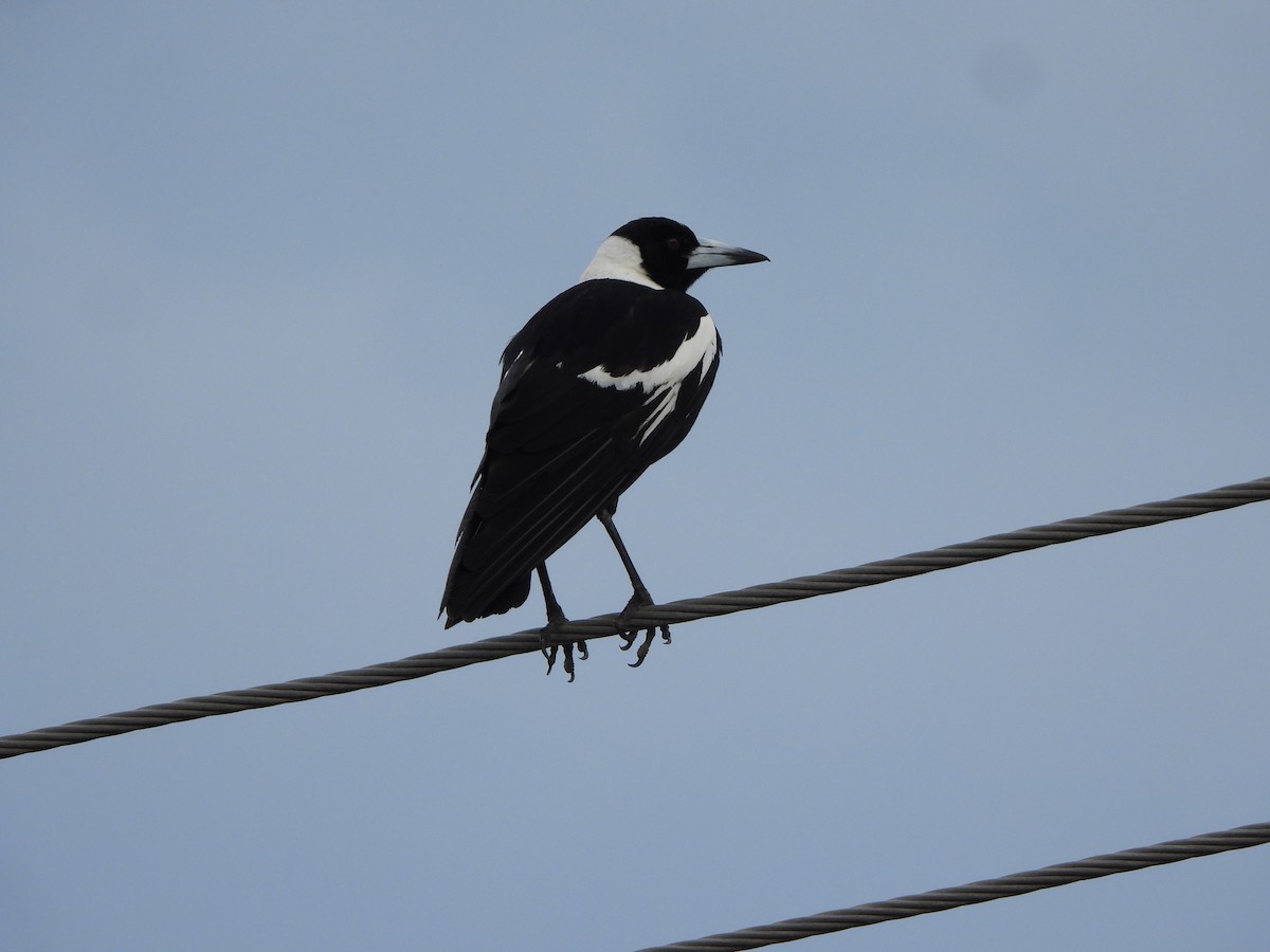 Australian Magpie - ML644578875