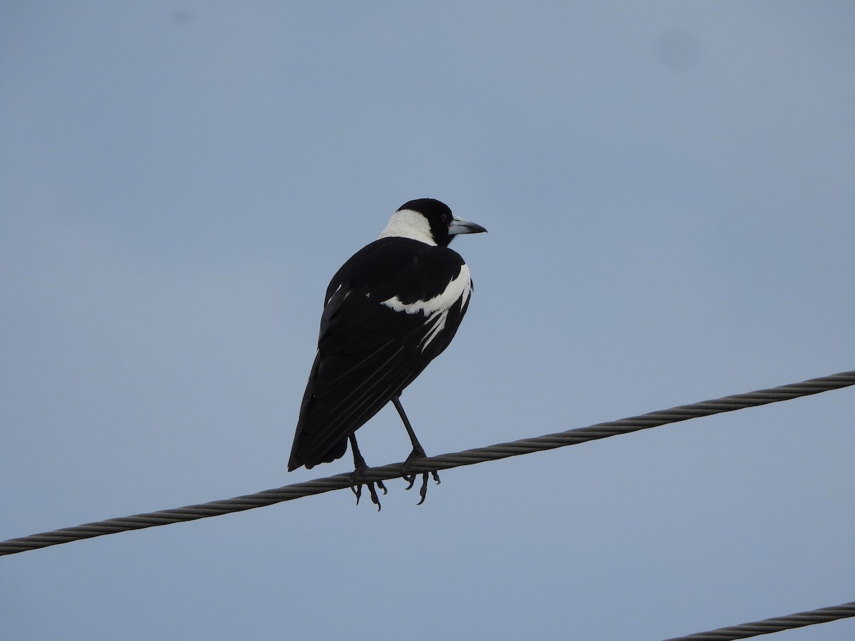 Australian Magpie - ML644578876