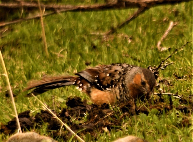Giant Laughingthrush - ML644578877