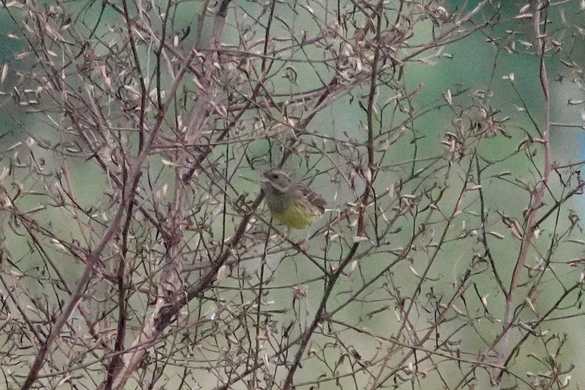 Black-faced Bunting - ML644578878