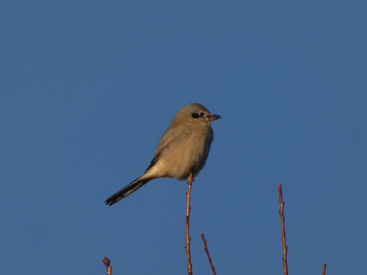 Northern Shrike - ML644578879