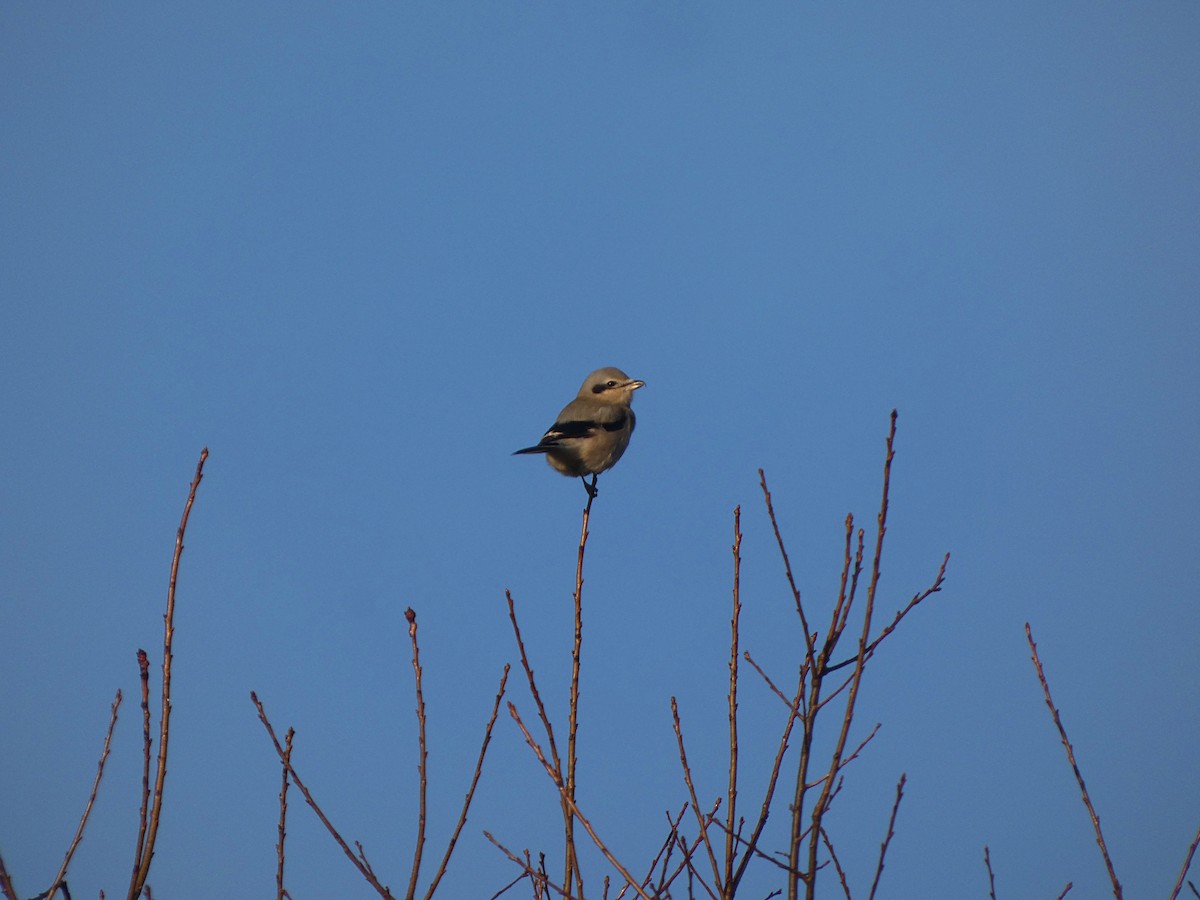 Northern Shrike - ML644578880