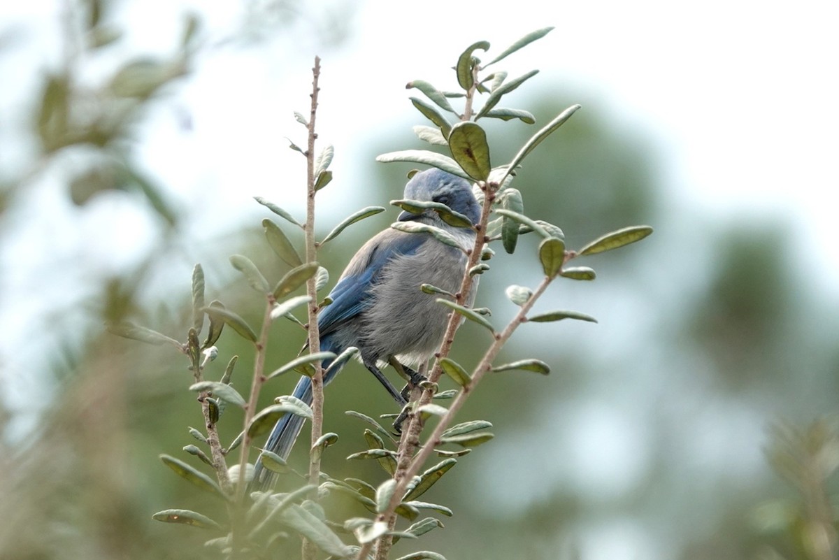 Florida Scrub-Jay - ML644578881