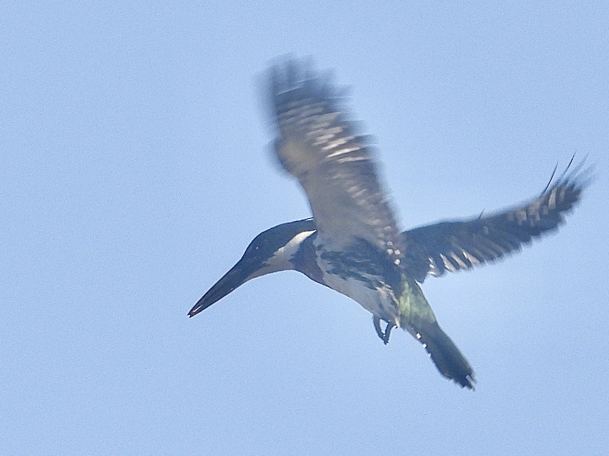 Amazon Kingfisher - ML644578882