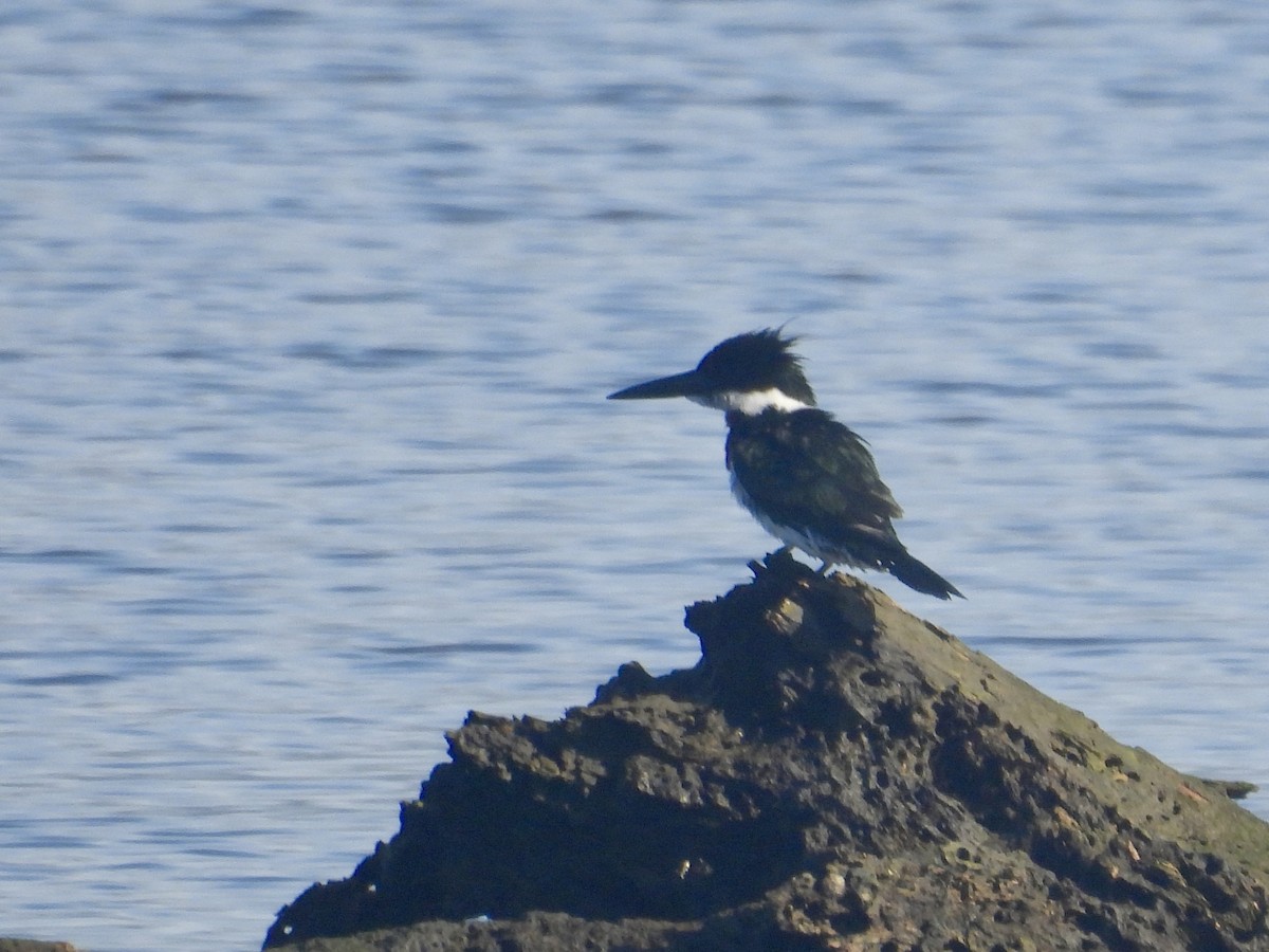 Amazon Kingfisher - ML644578883