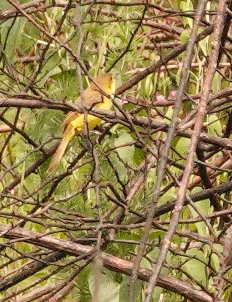 African Yellow-Warbler - ML644578885