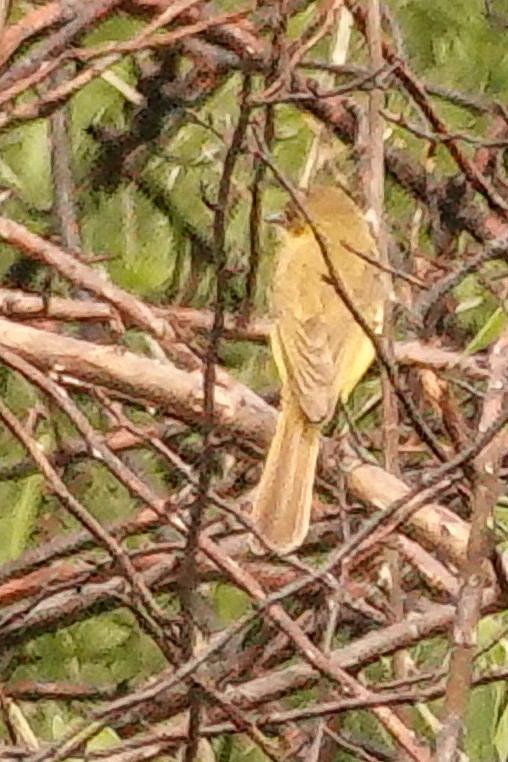 African Yellow-Warbler - ML644578886