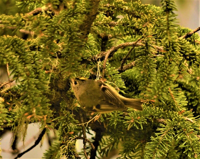 Goldcrest - ML644578887