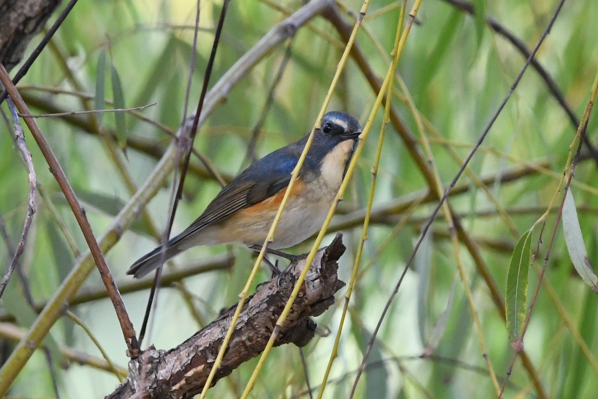 Red-flanked Bluetail - ML644578888